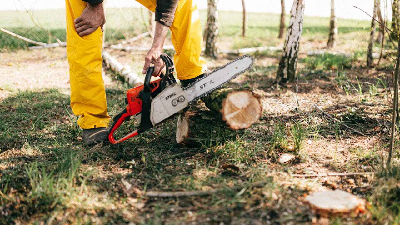 Tree Health Inspection in Pacific, MO